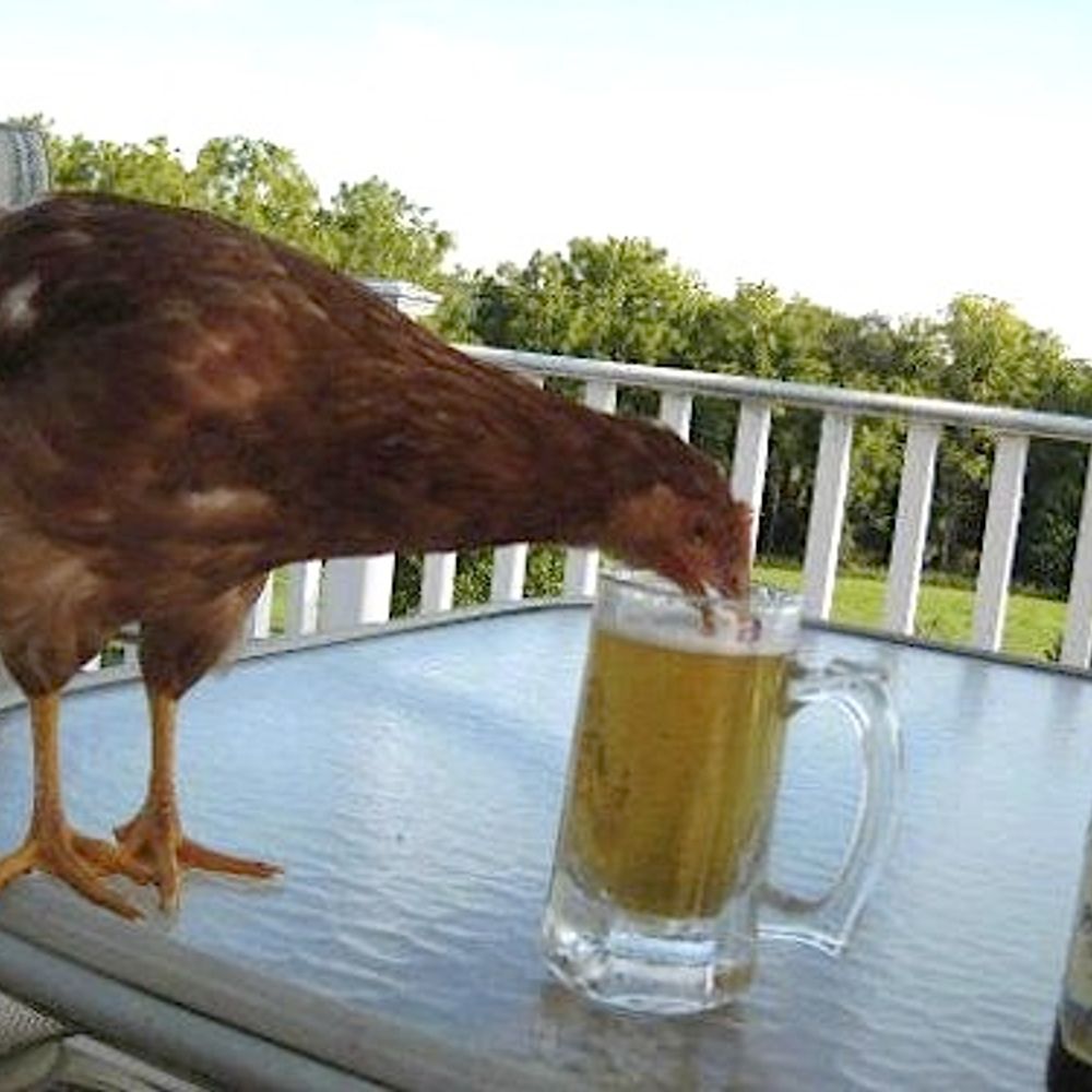 Mad Drunk Chicken