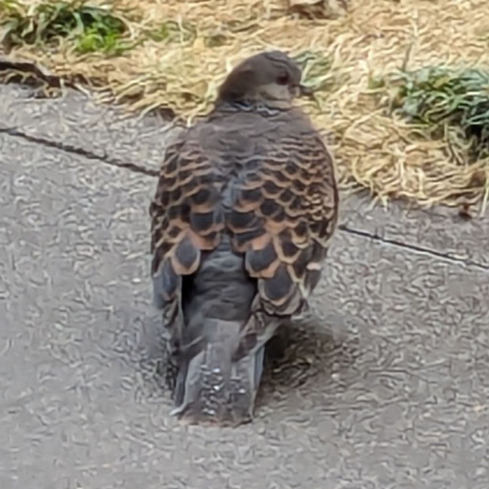 cosmic birber