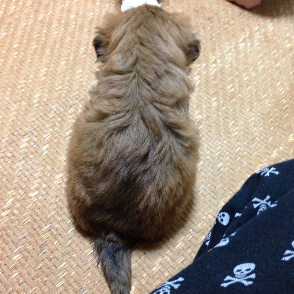 ふく