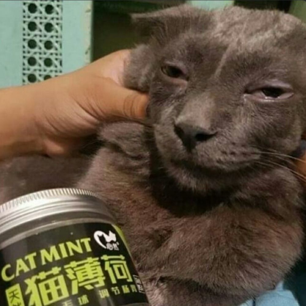 cheddar