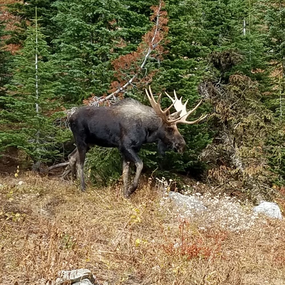 Alces Magnet