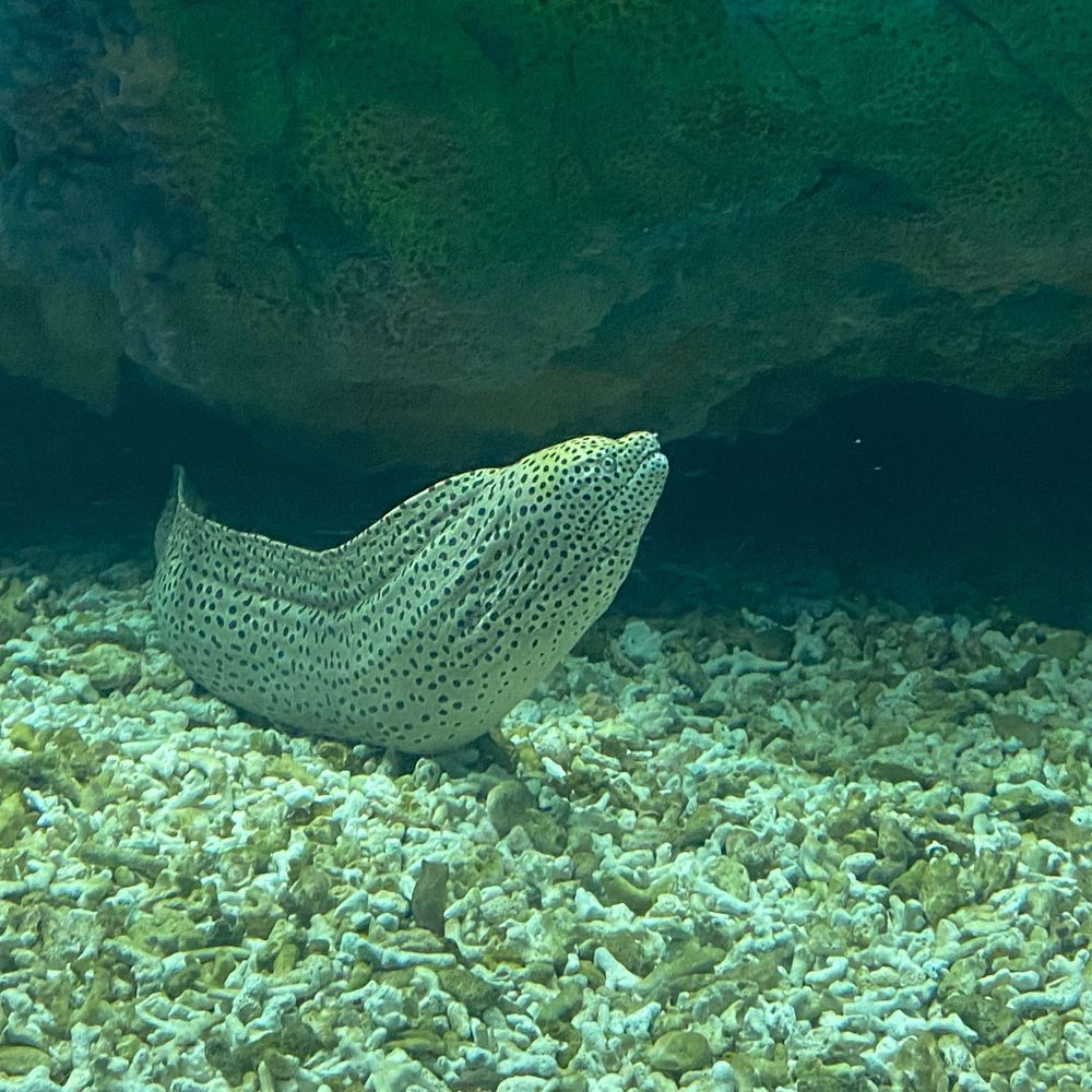 ガミガラス