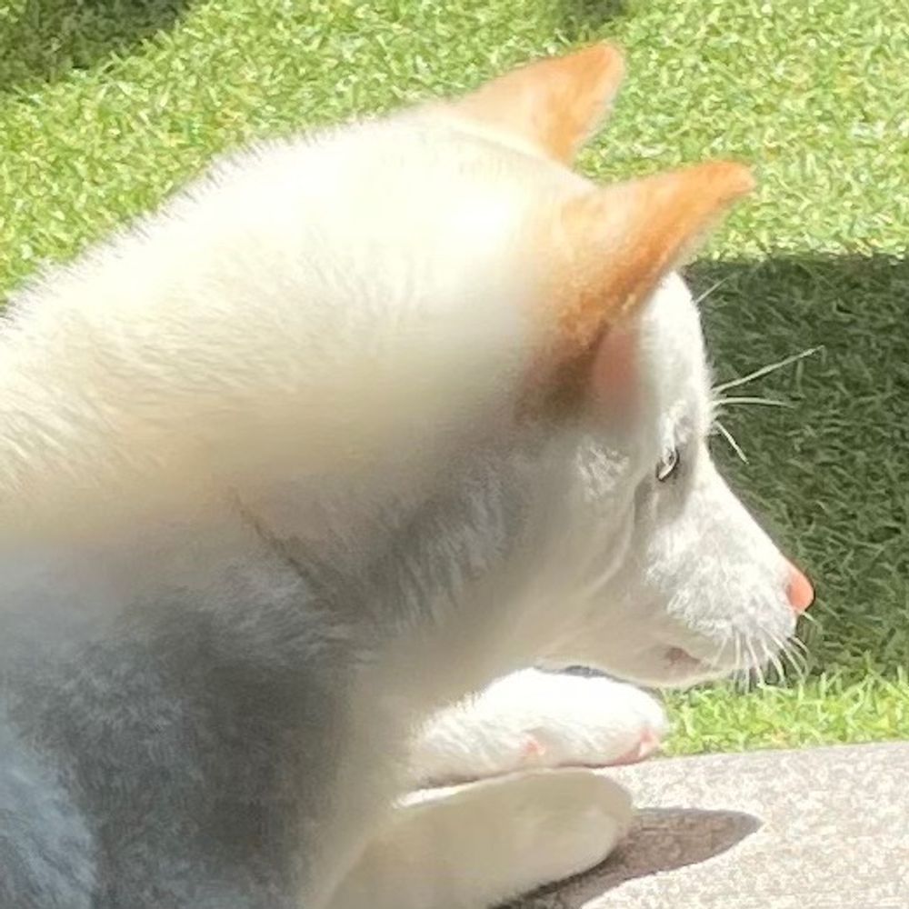 Älg