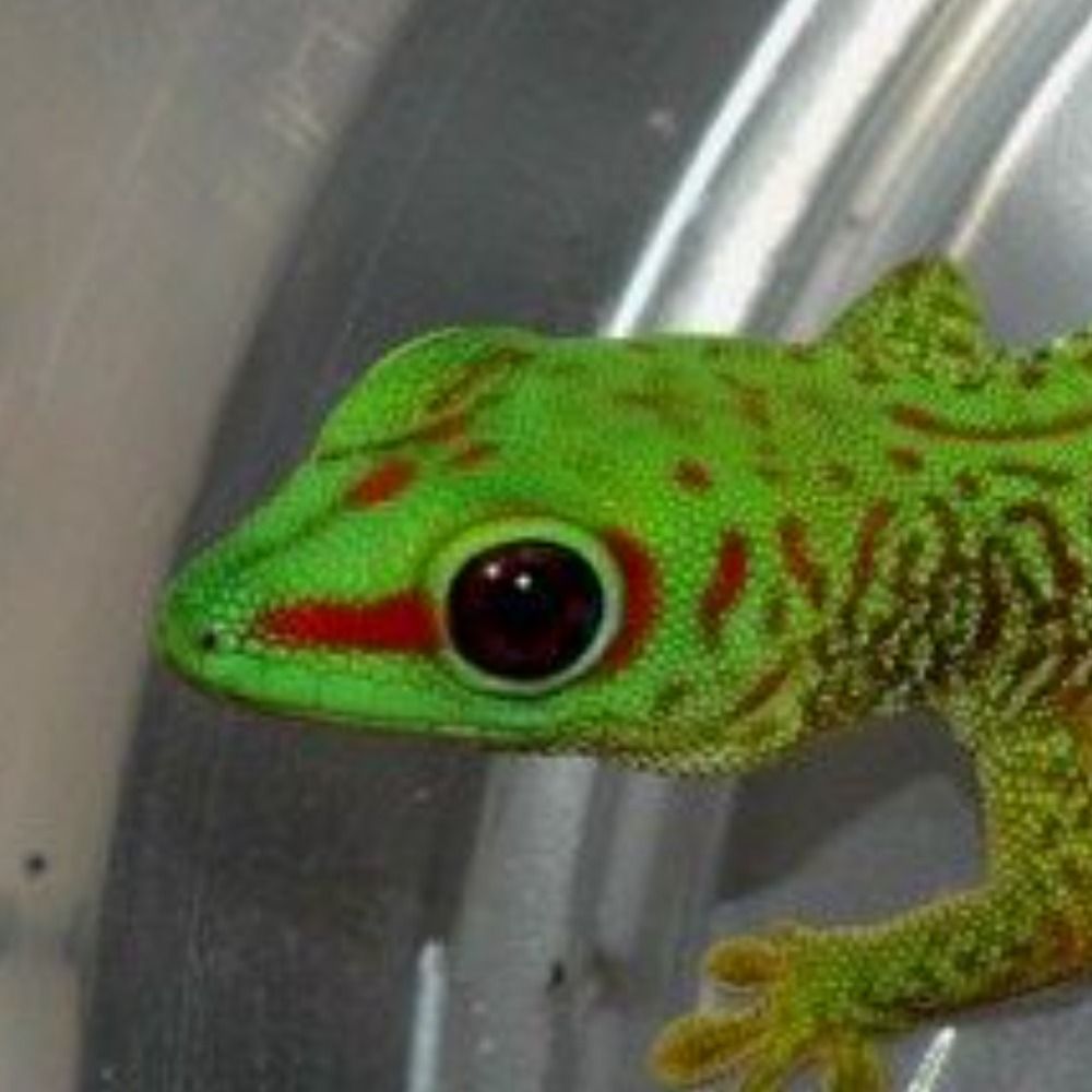 Geckýo 