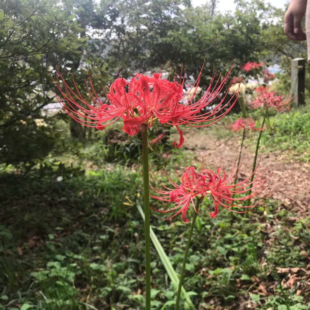lycoris