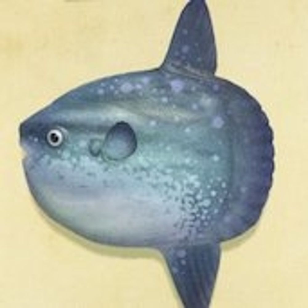 マンボー / Manbo
