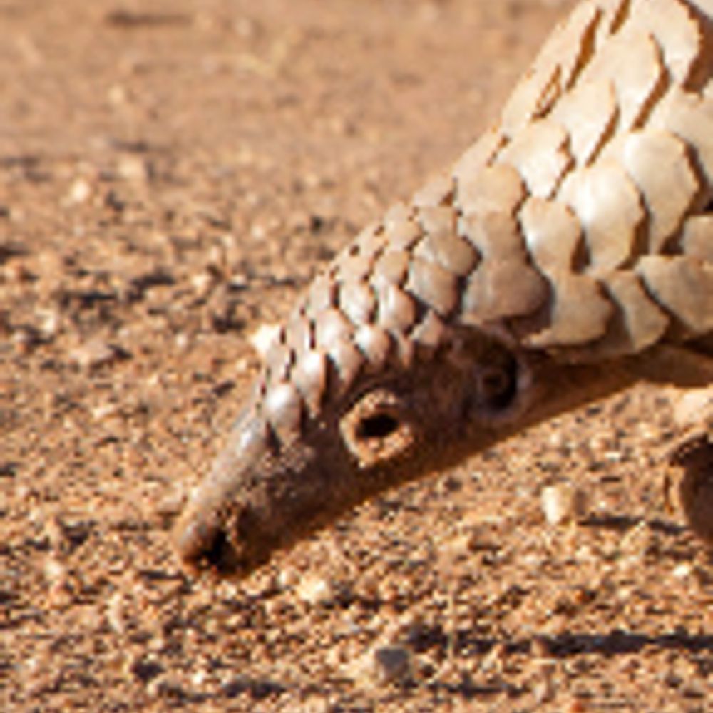Pangolin