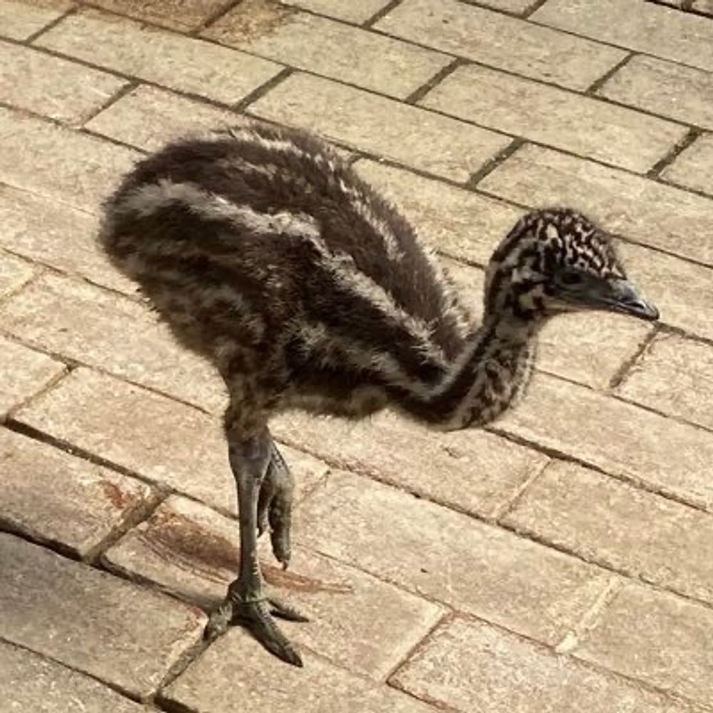 優煮うに