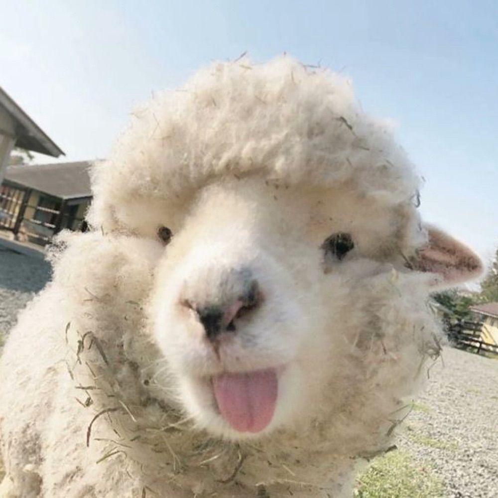 ovis