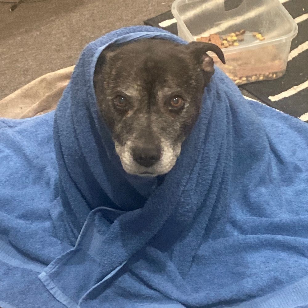 KeanoTheDog