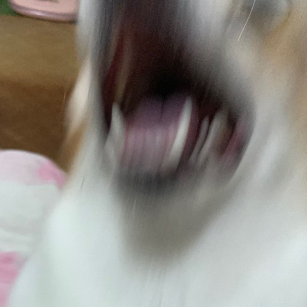 豆瓜
