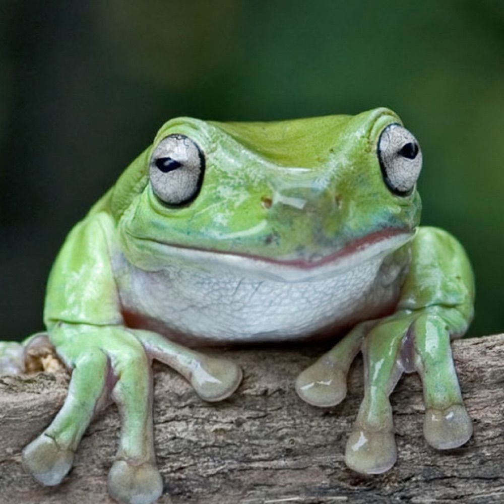 A Frog Called Lottie