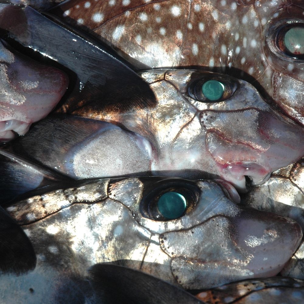 ratfish fan