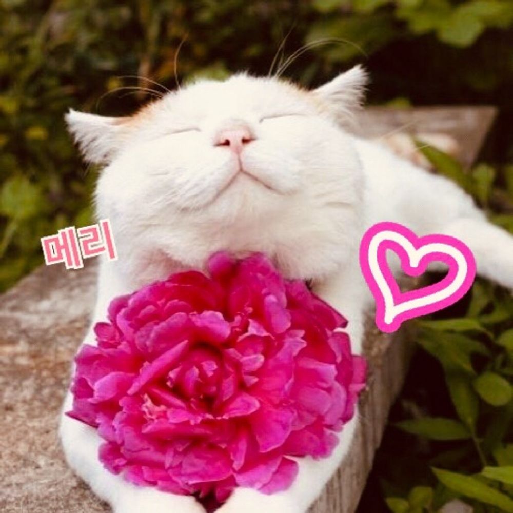 메리❤️