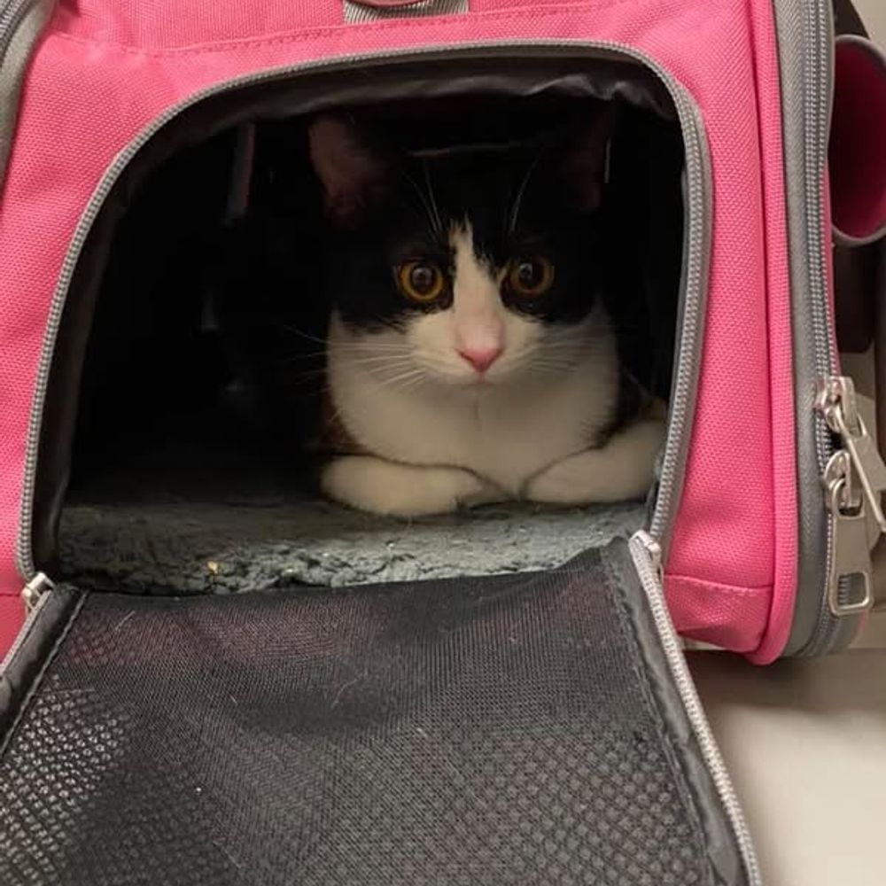 Kira the Calico