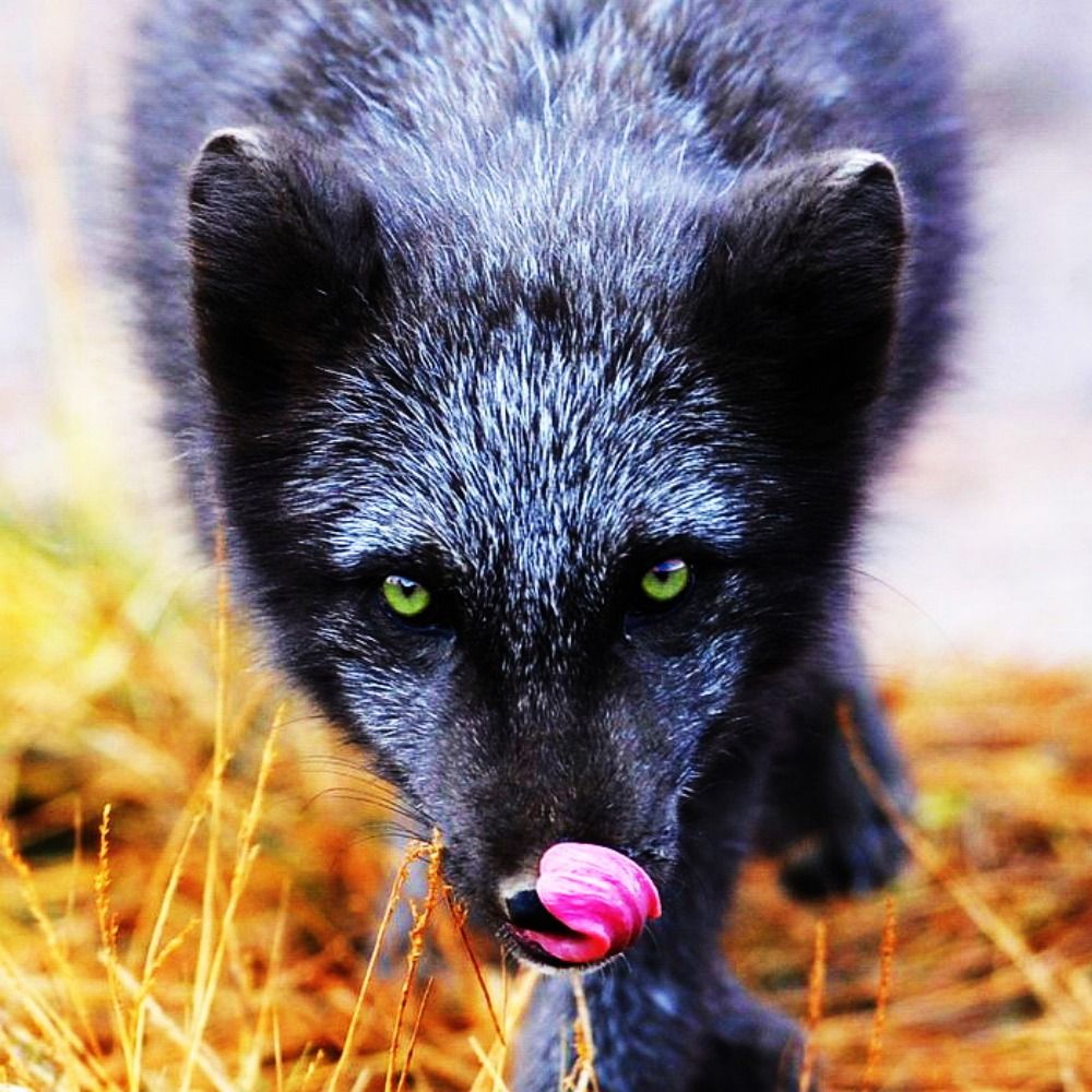 Good Artful Lunar Black Fox