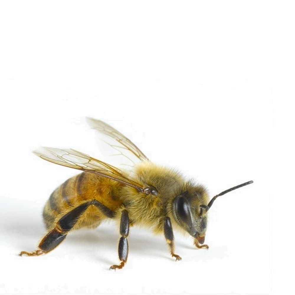 The Parsonage Bees