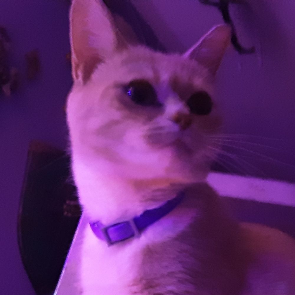 raYne