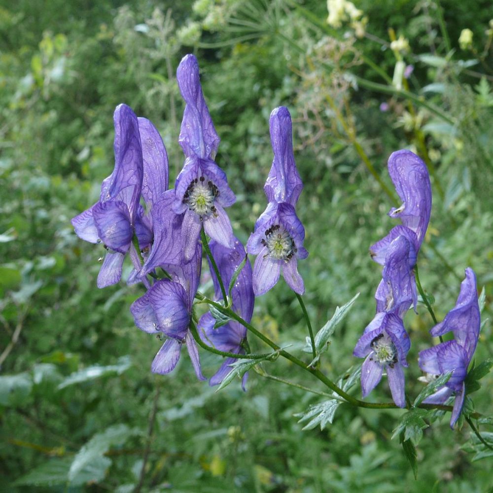 DigitalAconitum 