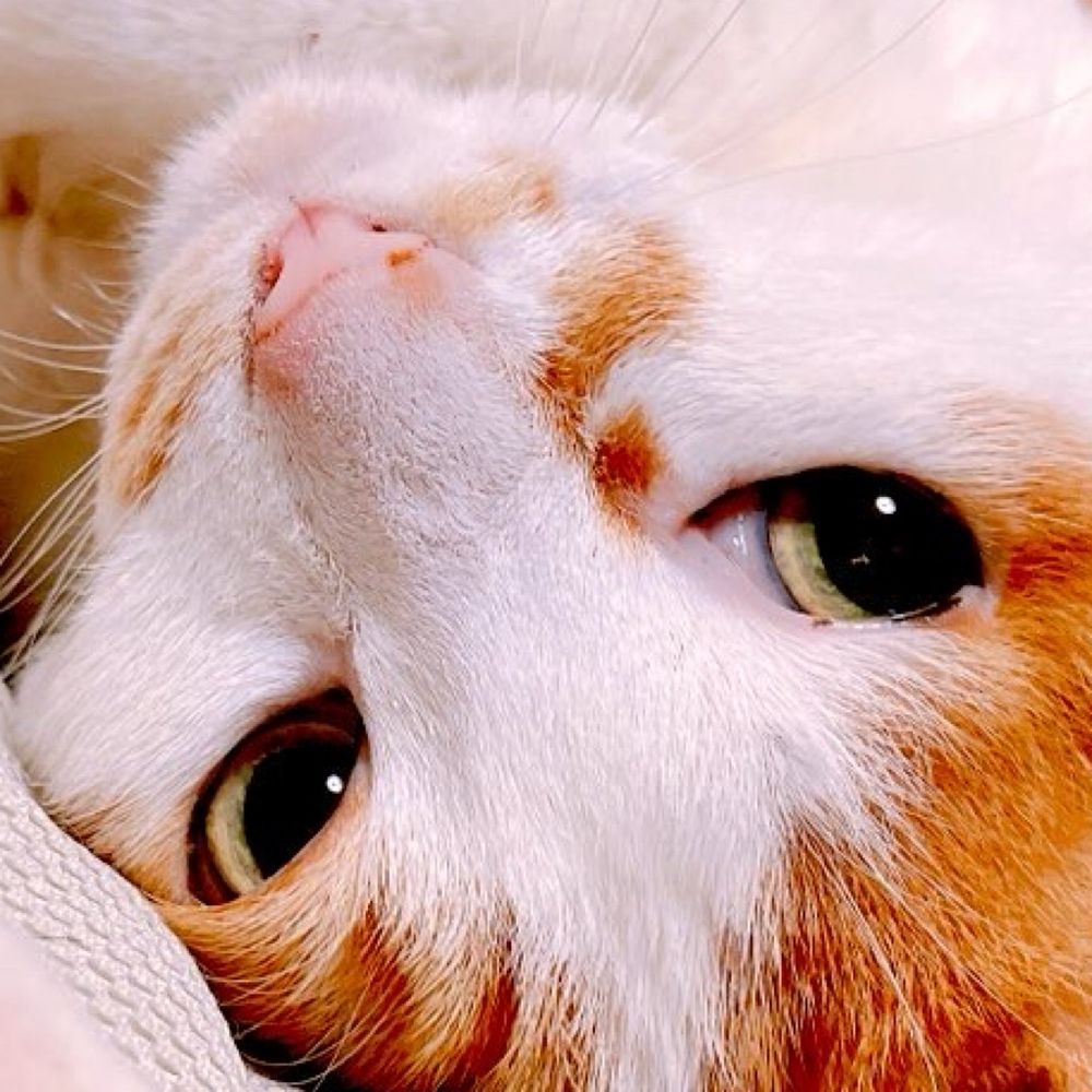 猫狂い