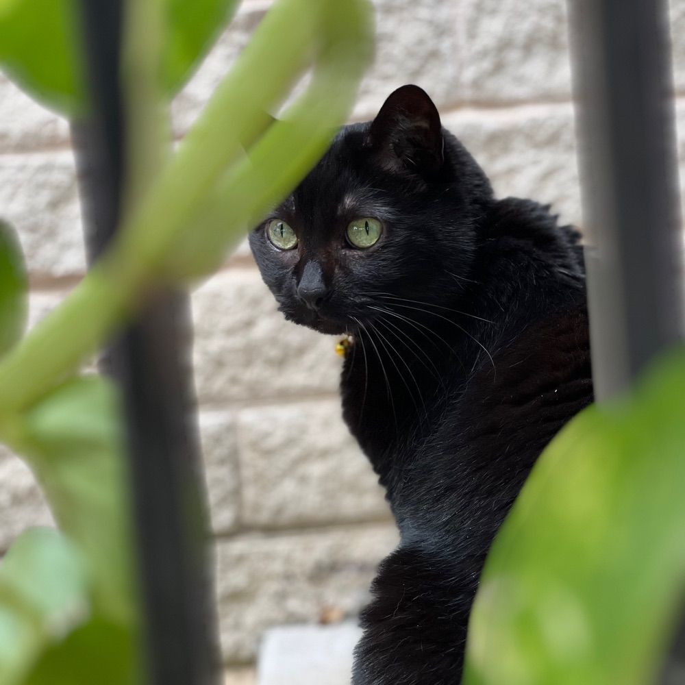Morticia, The Cat