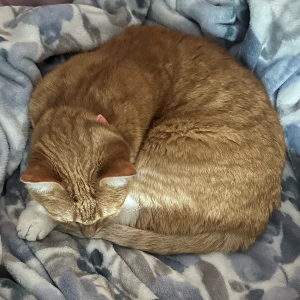 hannah =^._.^=∫