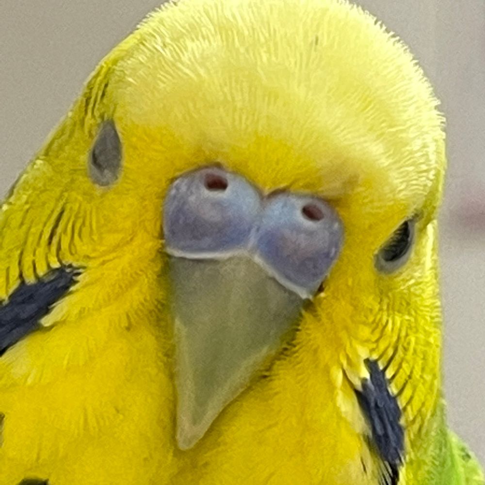 ビルク