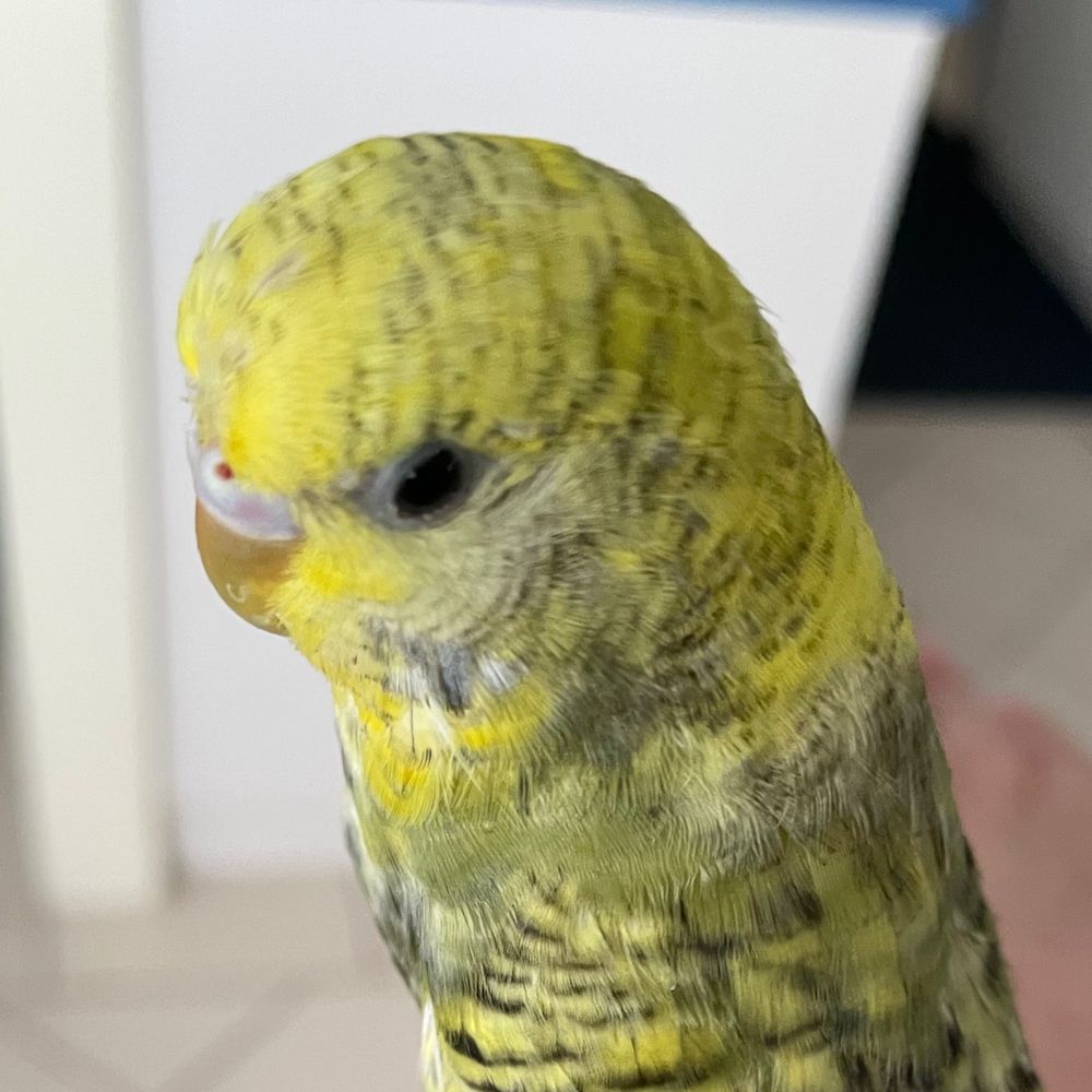 Sam