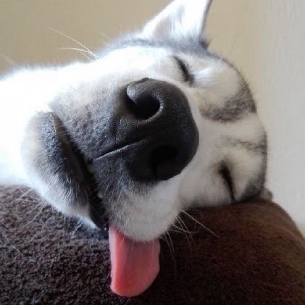 HuskyKung