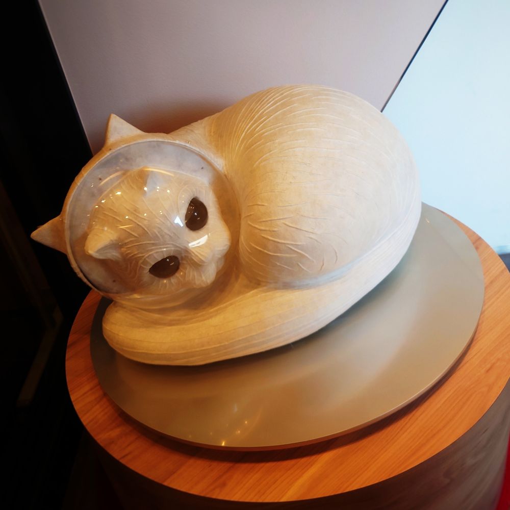まこ