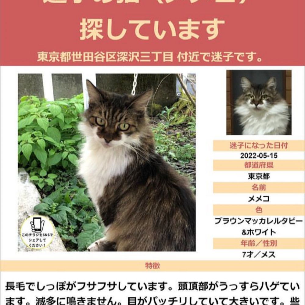 世田谷区深沢　愛猫の行方を探しています
