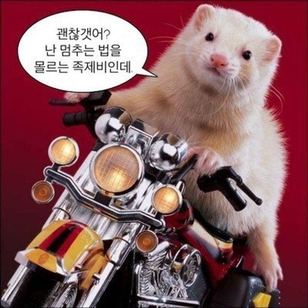 요코