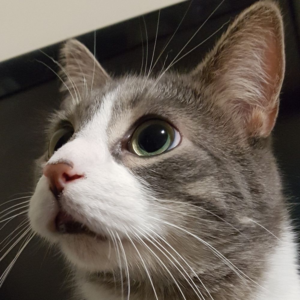 Sir Meowington