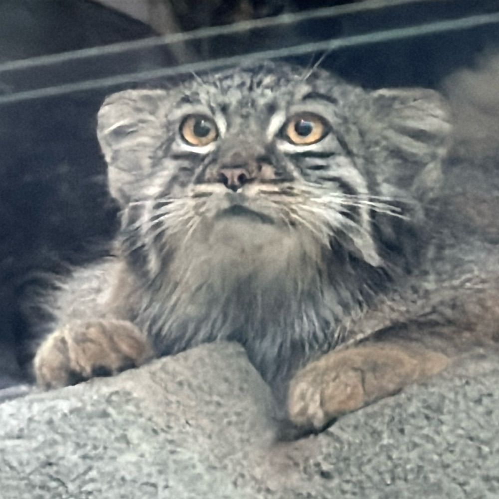 クラミツハ