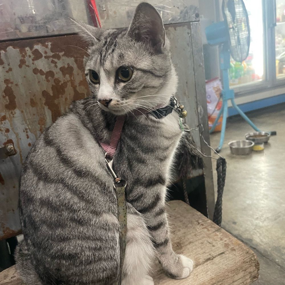 焱