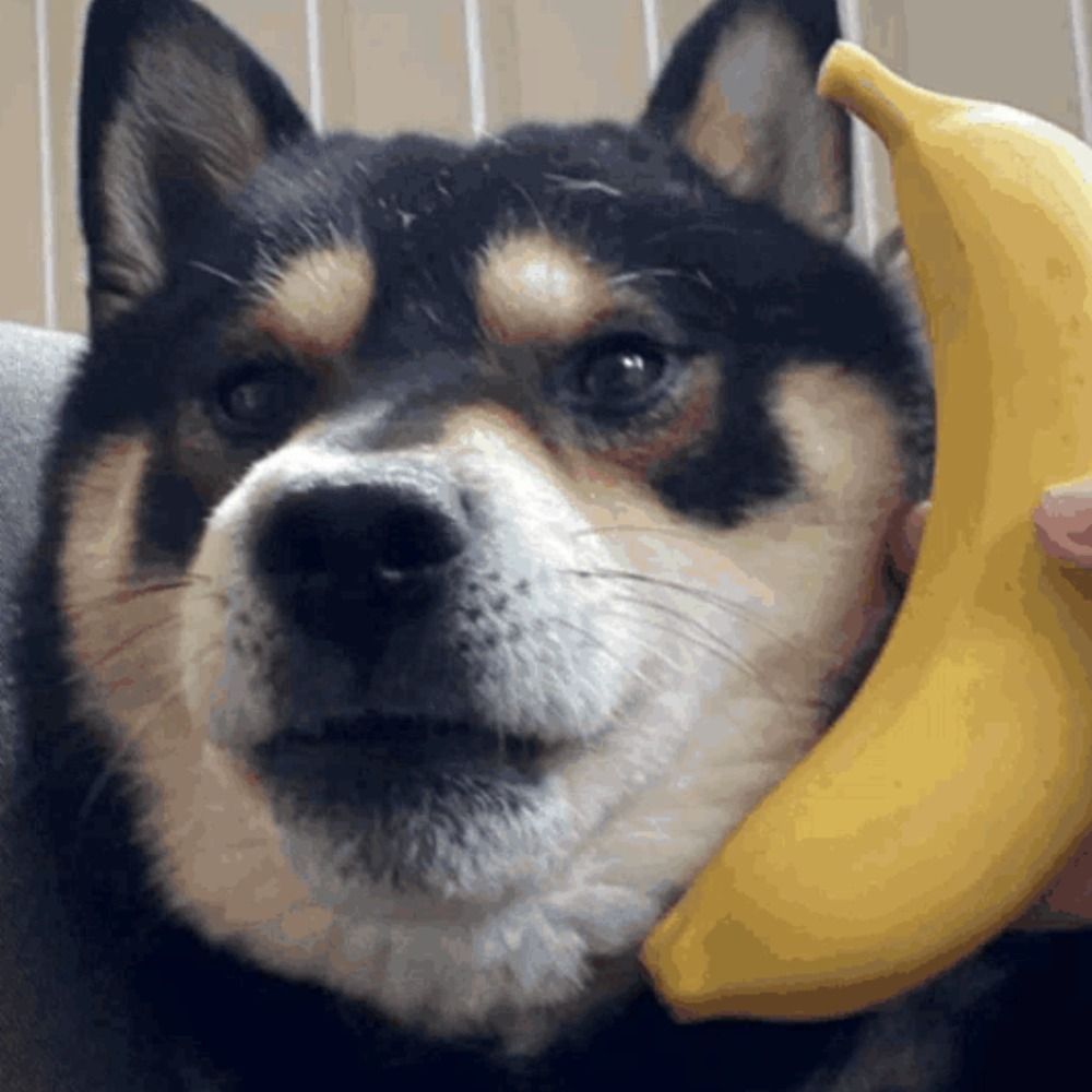 shibe 