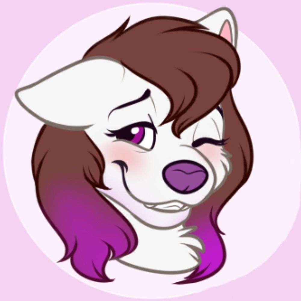 Waffles Samoyed