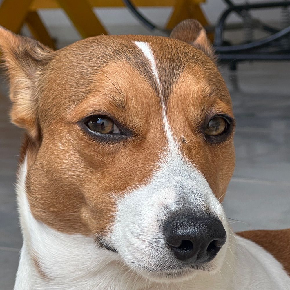 Tobias 