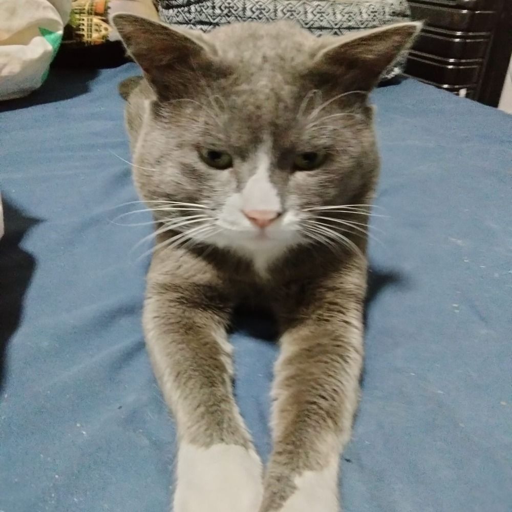 Trotsky The Existentialist Cat
