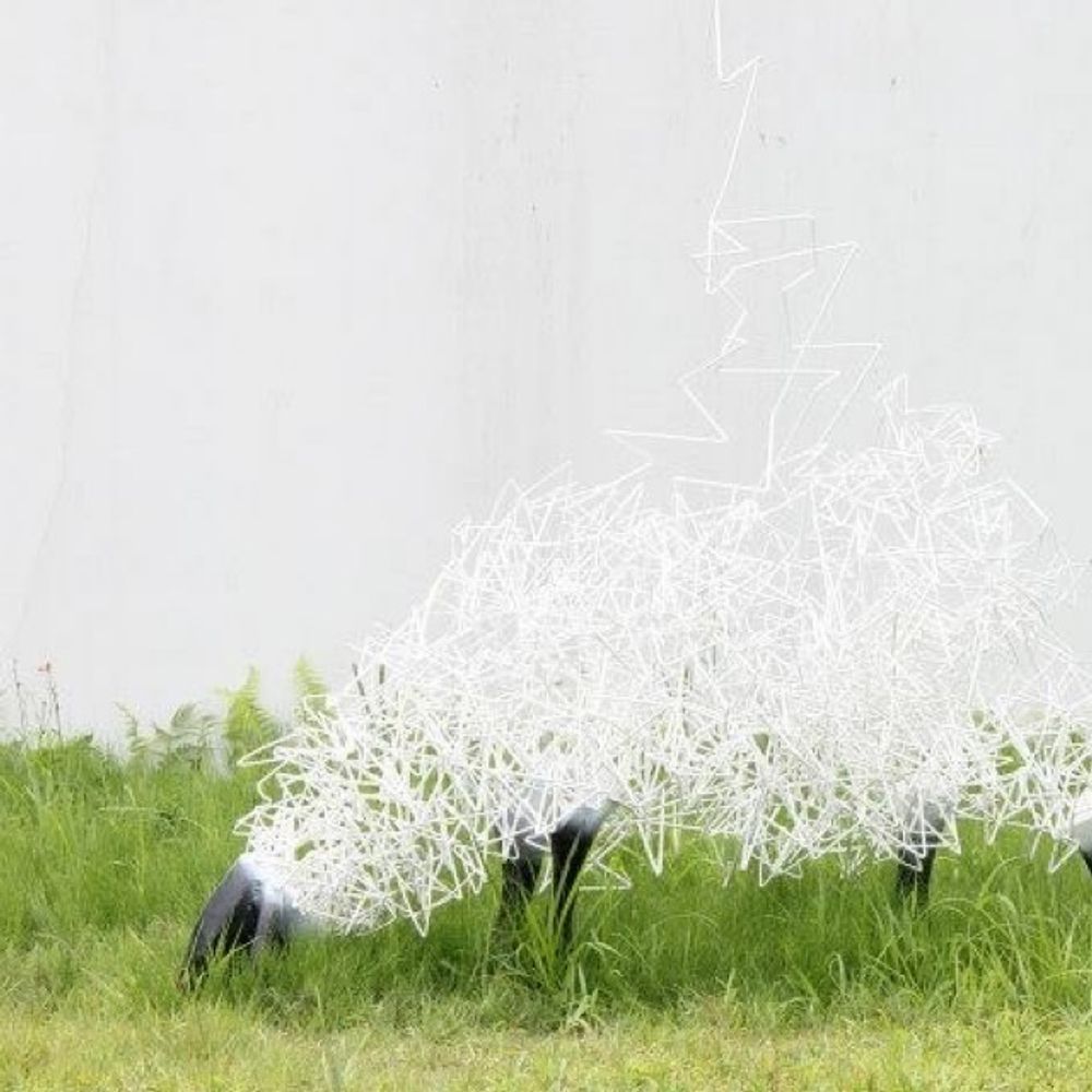 Sheep