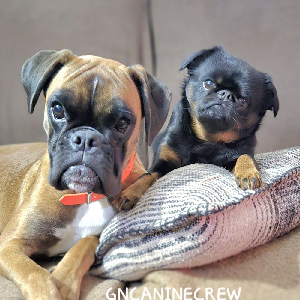 GNCanineCrew