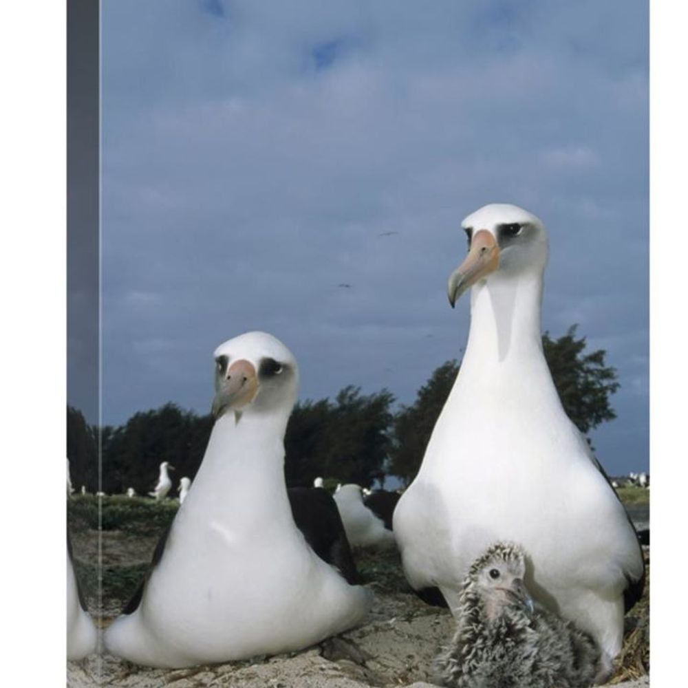 born-gamecock.bsky.social profile picture