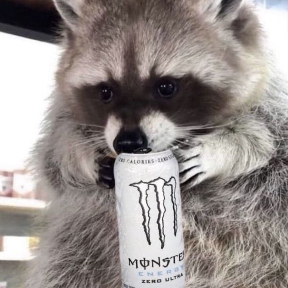 Racoon of the Bastard Variety