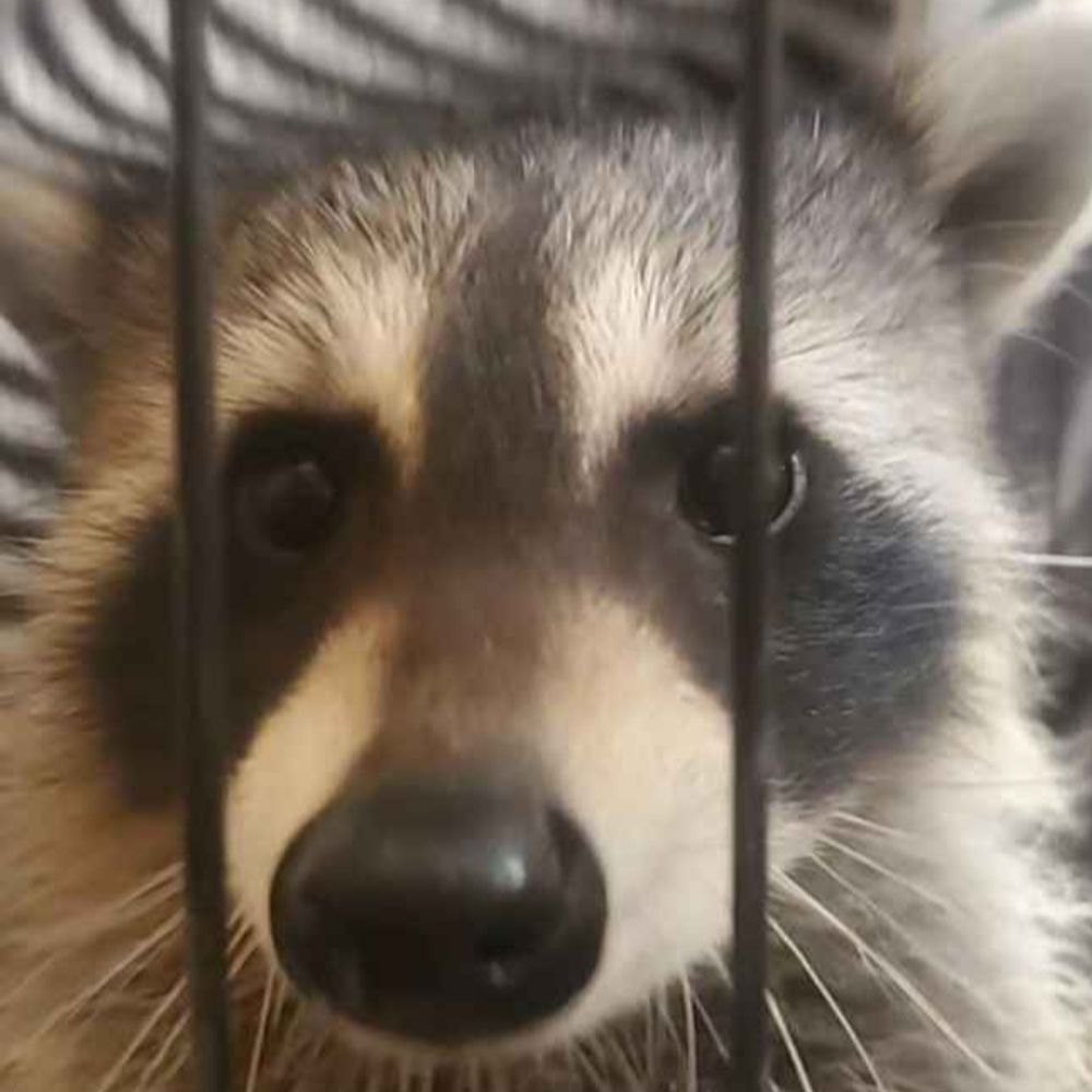 Logan