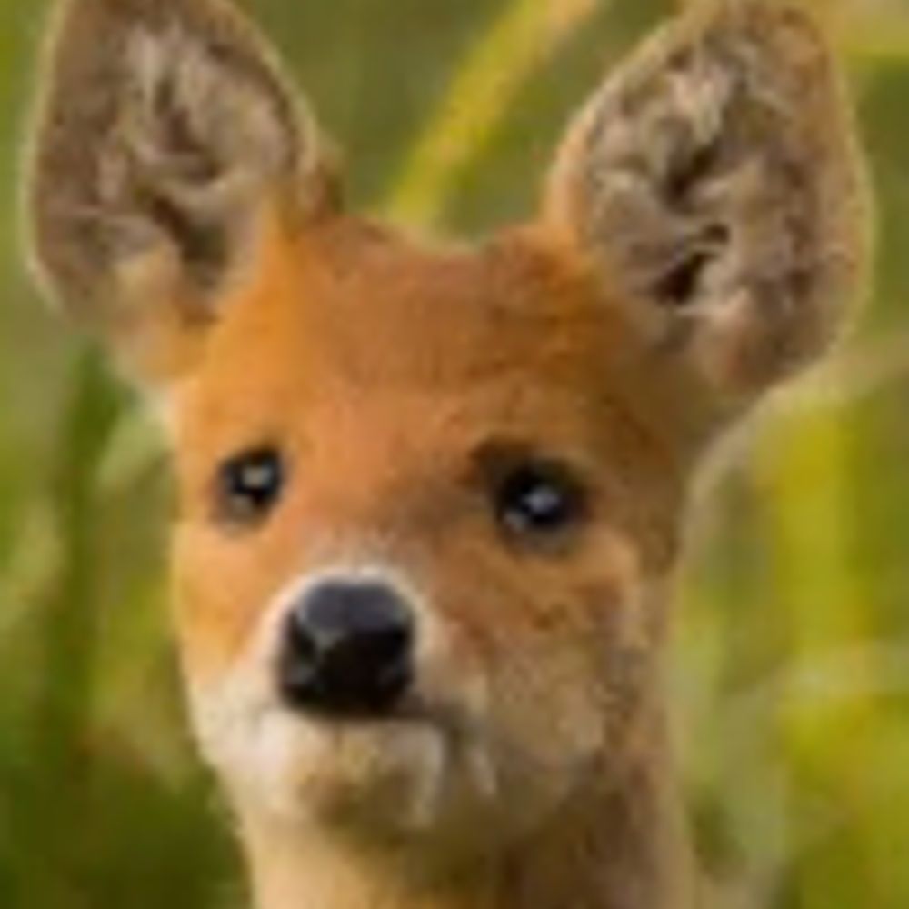 Deertush