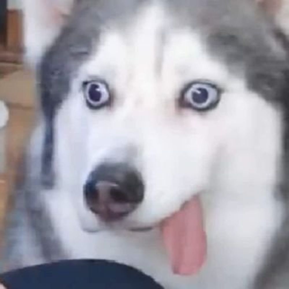 shordis da wuff
