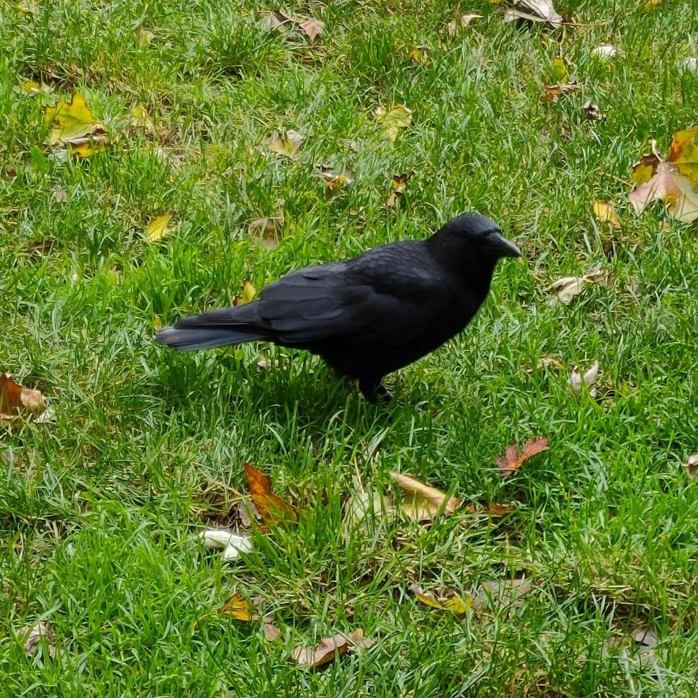 Digão Martins