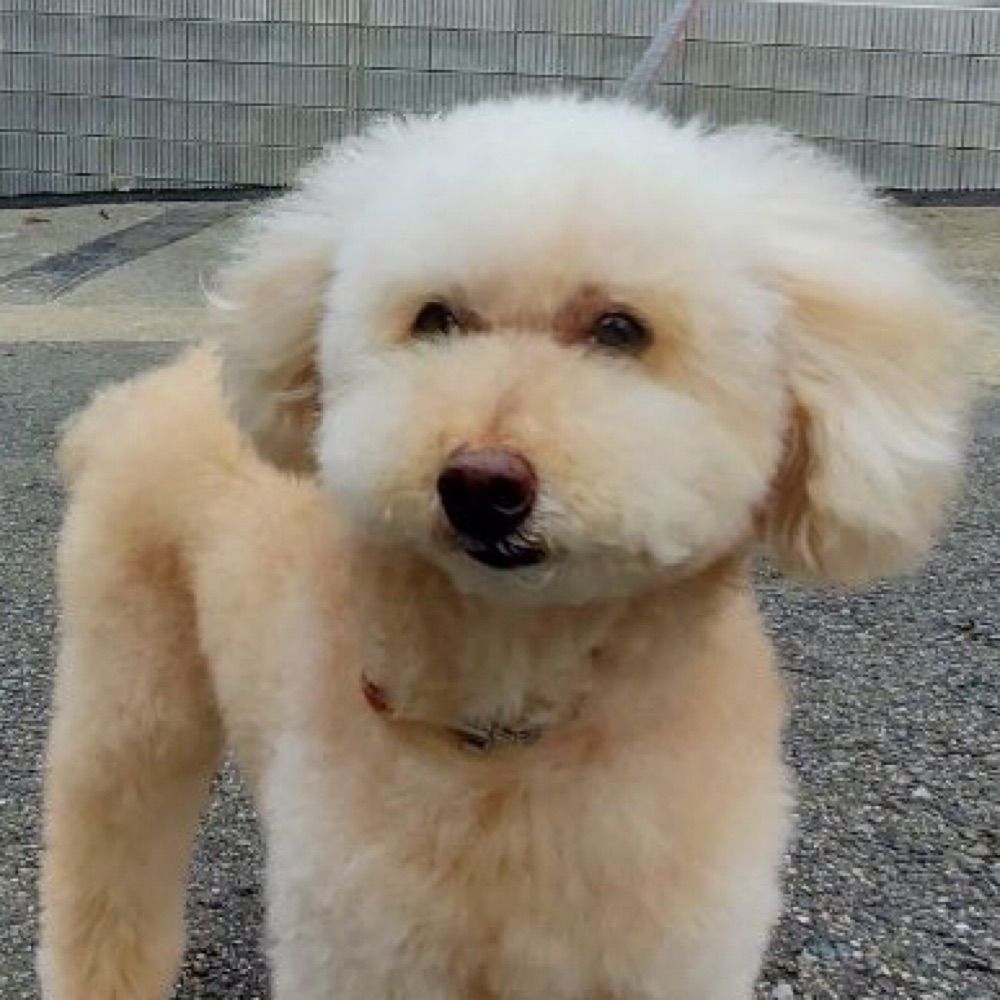終焉ちゃん