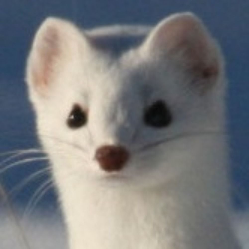 kuu