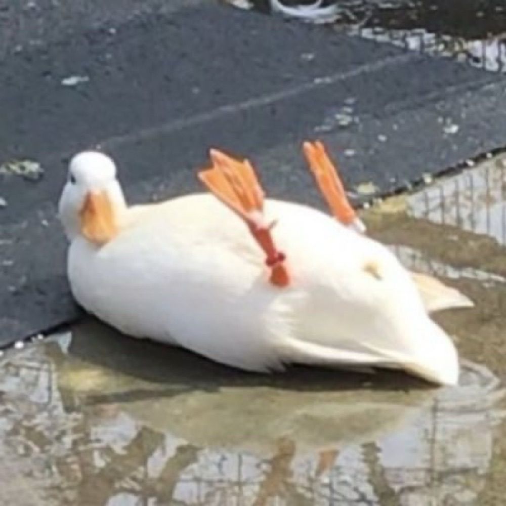 ʕ•ᴥ•ʔ